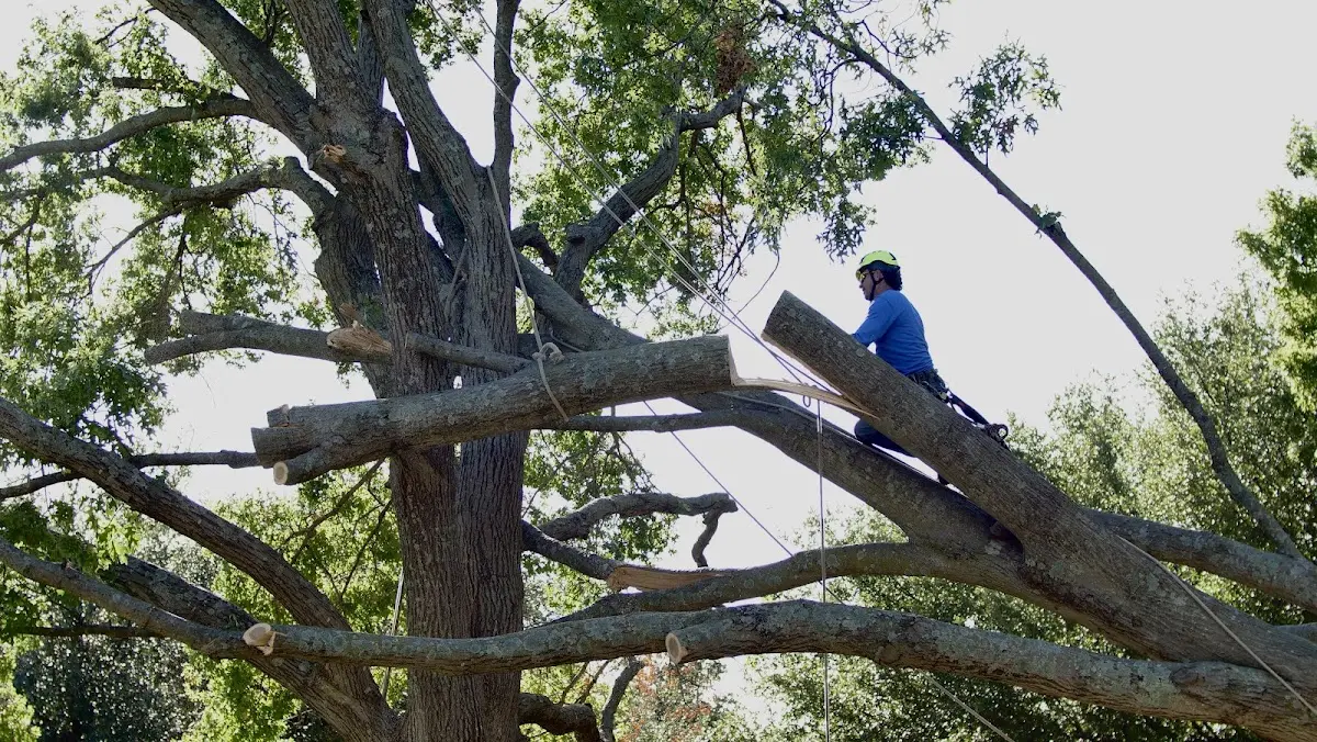 Professional Crown Thinning performed by certified arborists in Frankfort